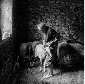 Fotografia della tosatura delle pecore, scattata da Giovanni Nardini 